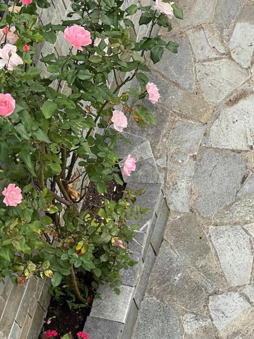 Of Olympos Apartment Litochoro